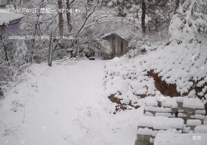 大年初七・他朝若是同淋雪，此生也算共白头